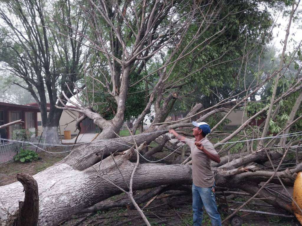 MUNICIPIO RETIRA ÁRBOLES CAÍDOS POR LAS AFECTACIONES&nbsp;CLIMATOLÓGICAS
