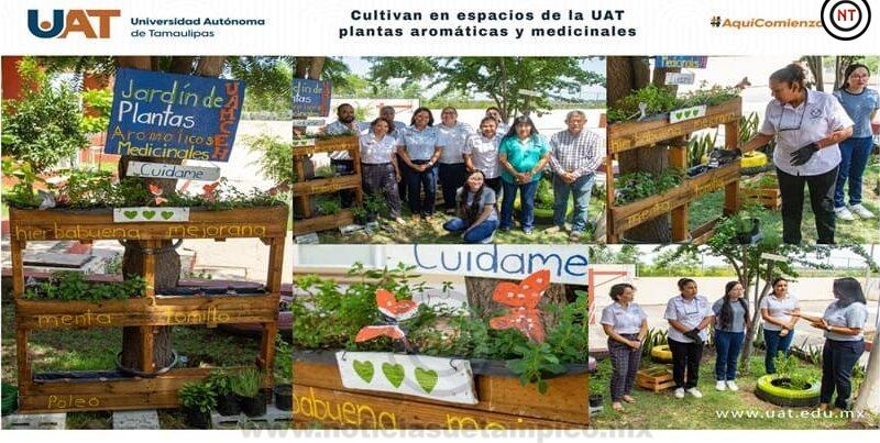 Cultivan en espacios de la UAT plantas aromáticas y&nbsp;medicinales