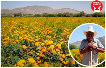 ¡Lerdo se pinta fucsia y amarillo! Siembra de flor de muerto, una tradición de&nbsp;generaciones