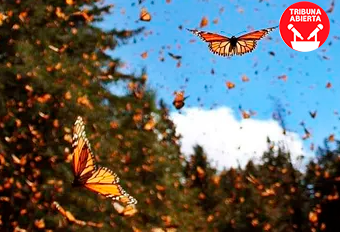 Apertura de los Santuarios de la Mariposa Monarca en&nbsp;Michoacán