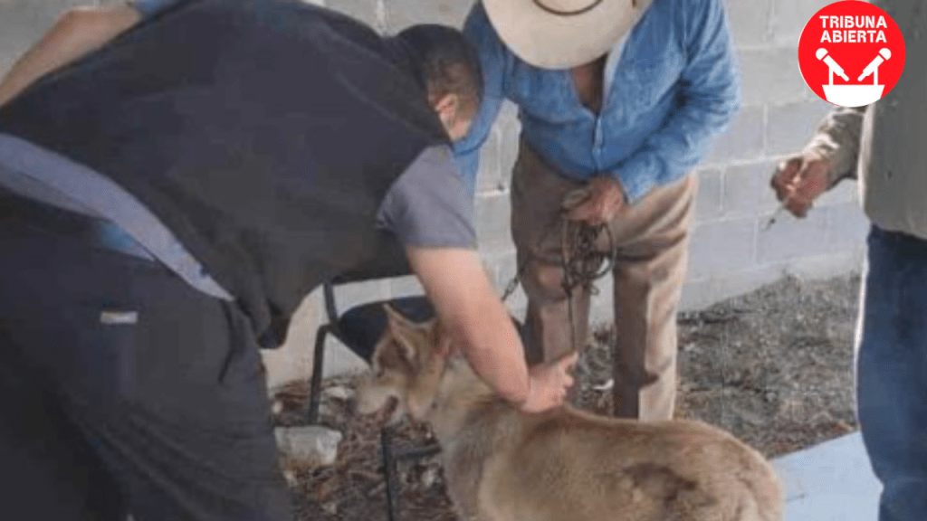 Acceso Gratuito a Vacunas Antirrábicas en el Centro de Salud de Río Bravo para Proteger a&nbsp;Mascotas