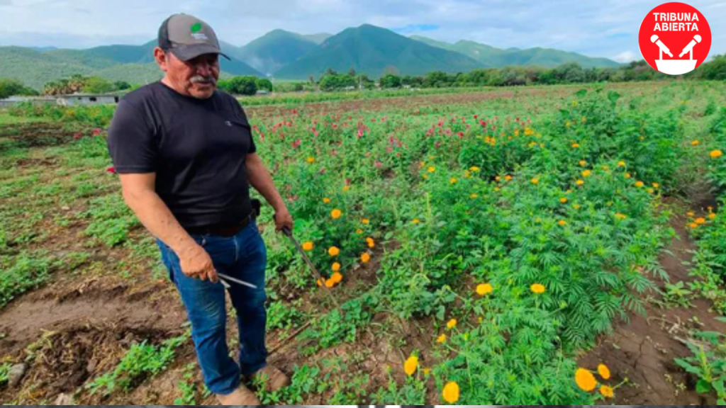 La Sequía Afecta a los Cultivos de Cempasúchil y Garra de León en&nbsp;Tamaulipas