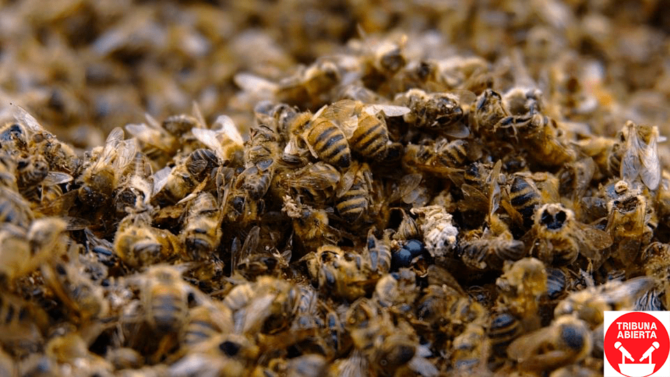 Ecólogo alerta por muerte masiva de abejas tras fumigaciones por chinches en la&nbsp;UNAM