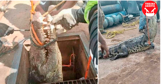 Cuando la Naturaleza Sorprende: Operativo de Rescate de Cocodrilo en COMAPA&nbsp;Victoria