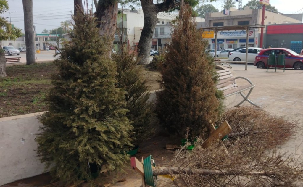 Continúa la recolección de Pinos Navideños Naturales en Ciudad&nbsp;Madero