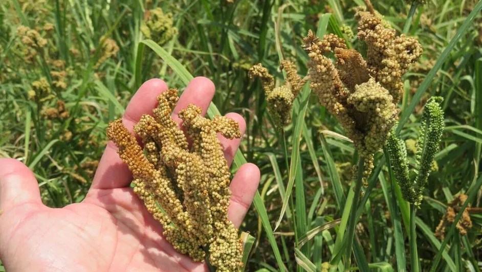 Sader Promueve Cultivo de Mijo Perla para Combatir Sequía y Desertificación en&nbsp;México