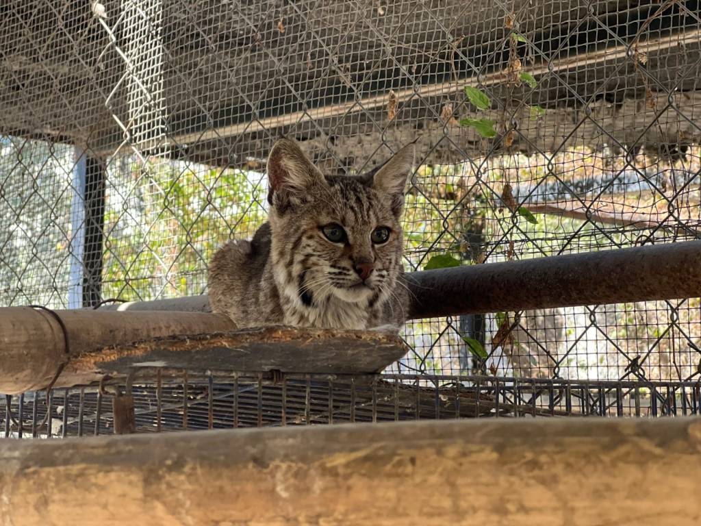Resguardo y Rehabilitación de Especies en el Zoológico Tamatán de&nbsp;Tamaulipas