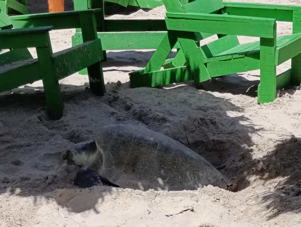 Arriban las Primeras Tortugas Lora para Desovar en Playa&nbsp;Miramar