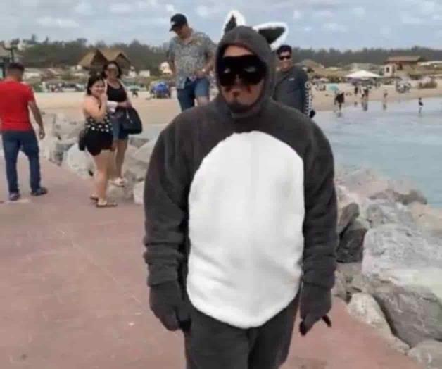 Enorme ´mapache´ en playa de&nbsp;Miramar