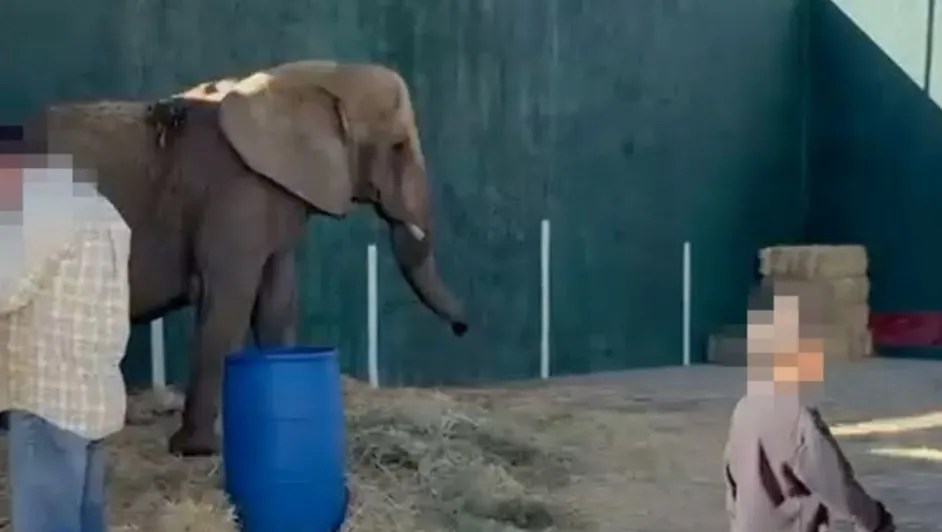 Azcarm acusa negligencia de Profepa en caso de elefanta&nbsp;Annie