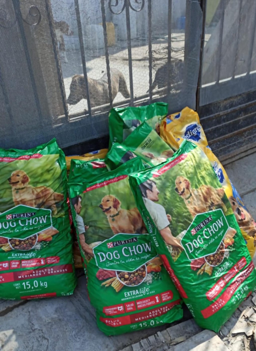 Agradecimiento por Donación de Alimento para Perros en Albergue «Amor Sin&nbsp;Raza»