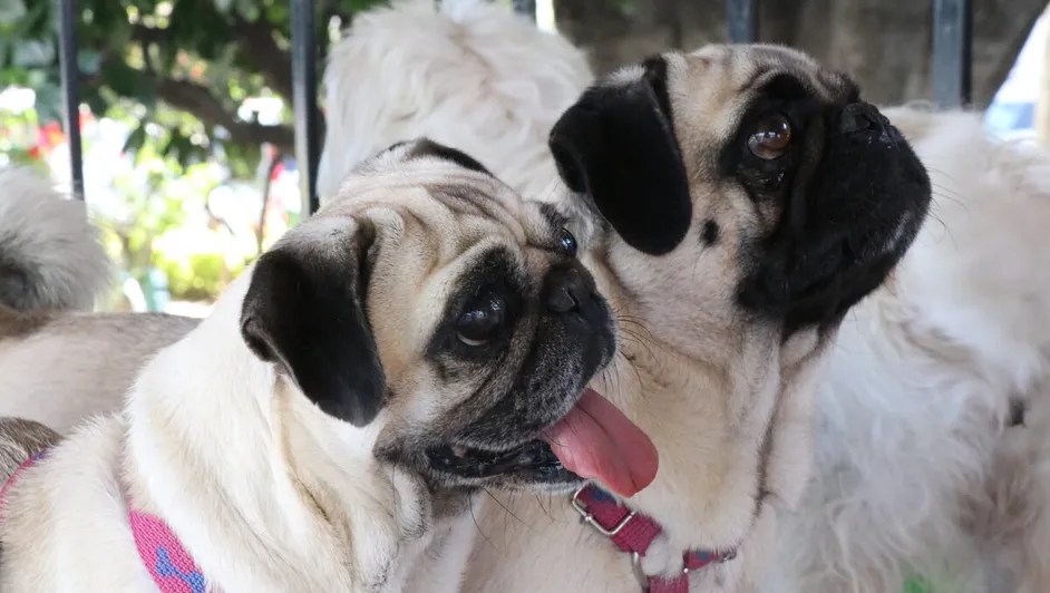 Diputados Aprueban Castigo por Violencia Doméstica contra Animales en&nbsp;Hidalgo