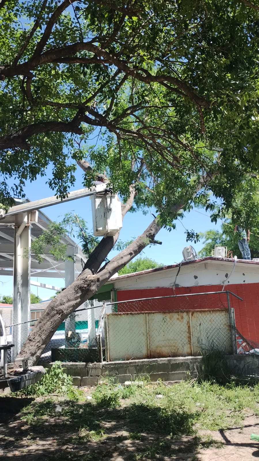 Gobierno Local Garantiza Seguridad en Planteles Educativos con Labores de Poda de&nbsp;Árboles