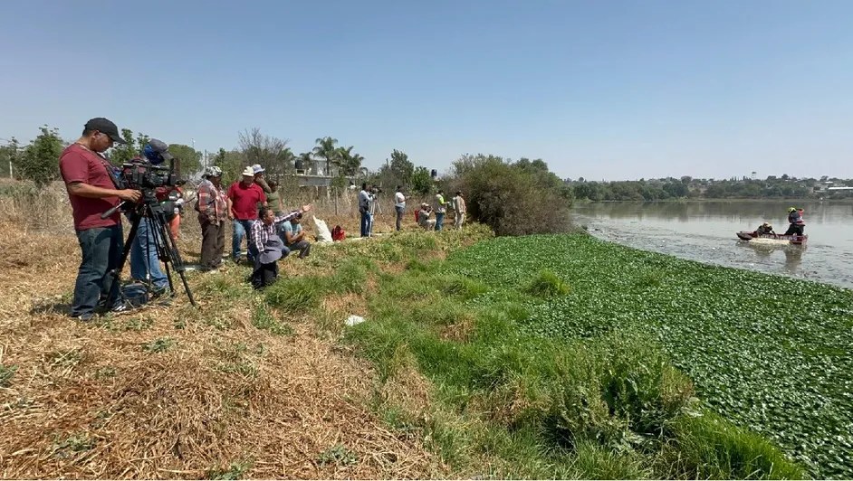 Operativo para capturar a un cocodrilo en la Laguna de La Piedad en Cuautitlán&nbsp;Izcalli