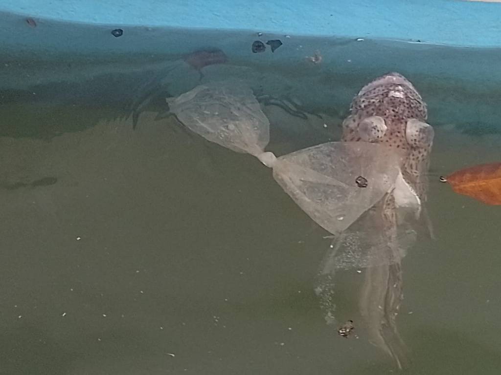 Empieza aparecer peces muertos en el río&nbsp;Pánuco