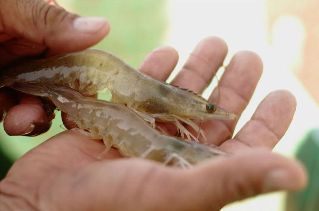  Da inicio la veda de camarón en el Golfo de&nbsp;México