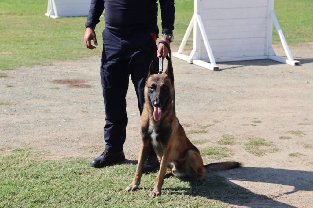 Constante capacitación de manejadores y caninos de la&nbsp;SSPT