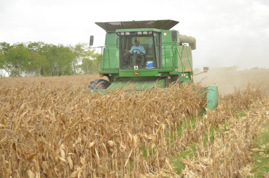 Convocan a productores de maíz a registrarse en el Programa de Precios de&nbsp;Garantía