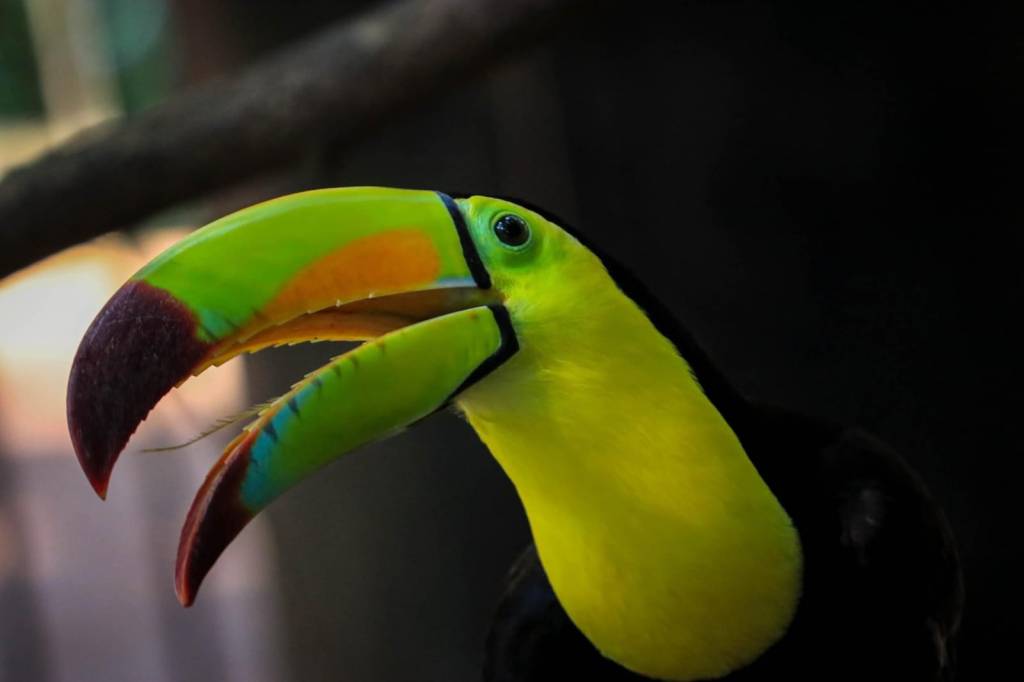 Disfruta de más de 100 especies en el zoológico Tamatán estas&nbsp;vacaciones