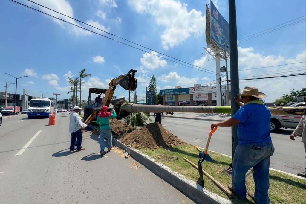 Renuevan Palmeras y Elementos de Ornato en Vialidades&nbsp;Porteñas