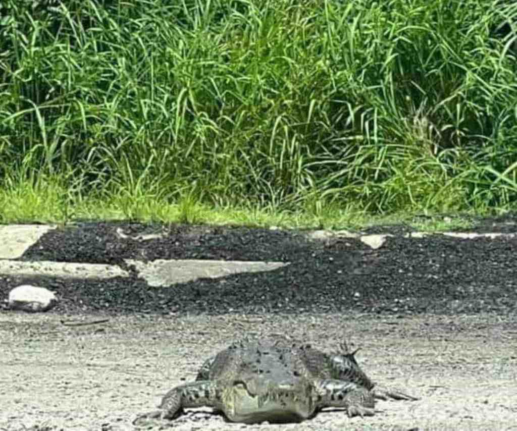 Cocodrilo de tres metros provoca alarma en Ciudad&nbsp;Madero