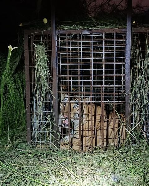 Tras una semana de búsqueda capturan a Tigre que escapó en&nbsp;Reynosa.