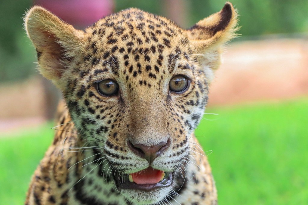 Canalizará Comisión de Parques cachorros de jaguar donados a la Biósfera El&nbsp;Cielo