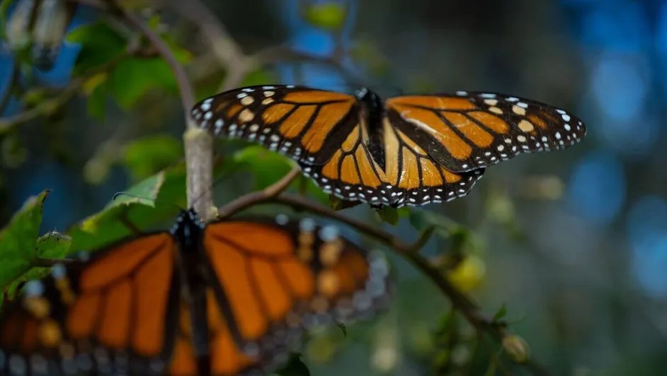 Michoacán se prepara para la llegada de la Mariposa Monarca; apertura de santuarios el 18 de&nbsp;noviembre