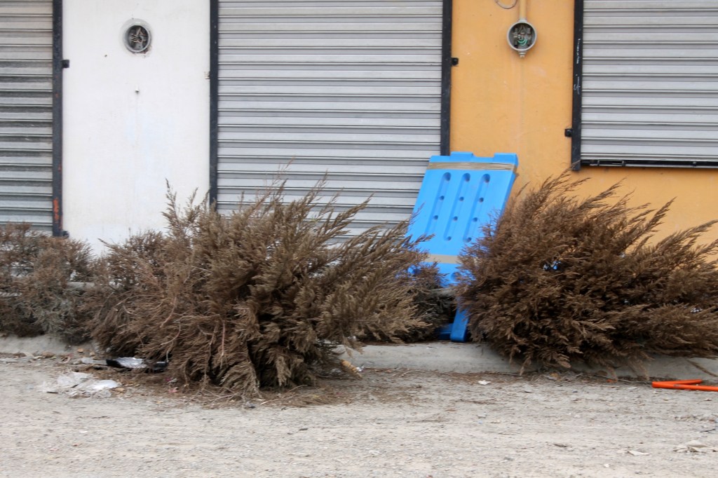Pinos navideños desechados en las&nbsp;calles