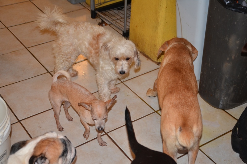 Adoptar, no comprar animales de&nbsp;compañía