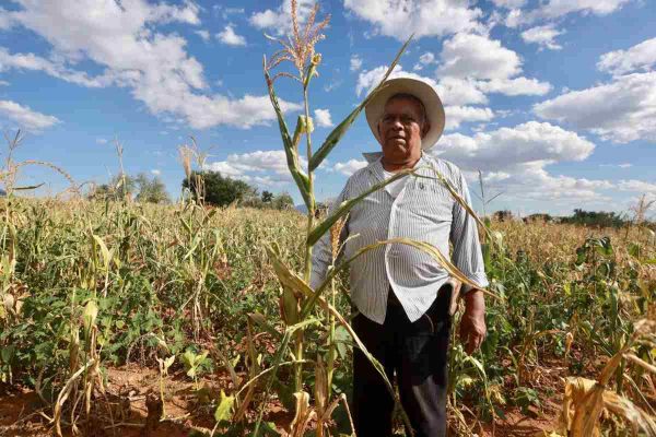 México retira prohibición a importación de maíz transgénico tras fallo del&nbsp;T-MEC