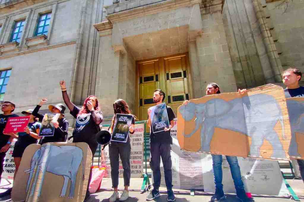 El caso de la elefanta Ely: La Suprema Corte podría marcar un precedente histórico en la protección animal en&nbsp;México