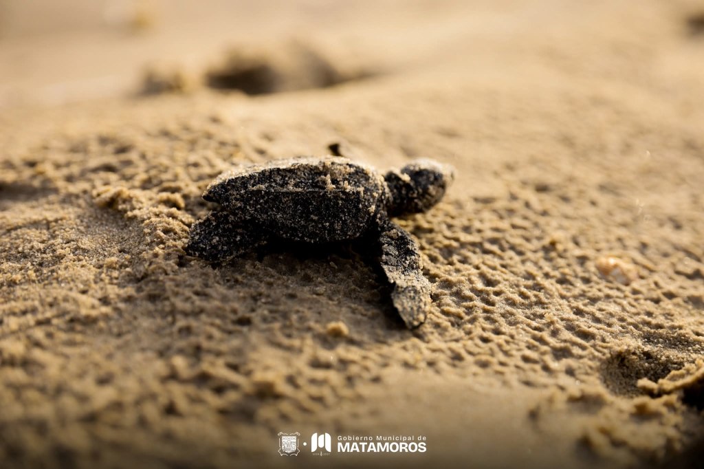 Gobierno de Matamoros y comunidad se unen para Proteger a las Tortugas&nbsp;Loras