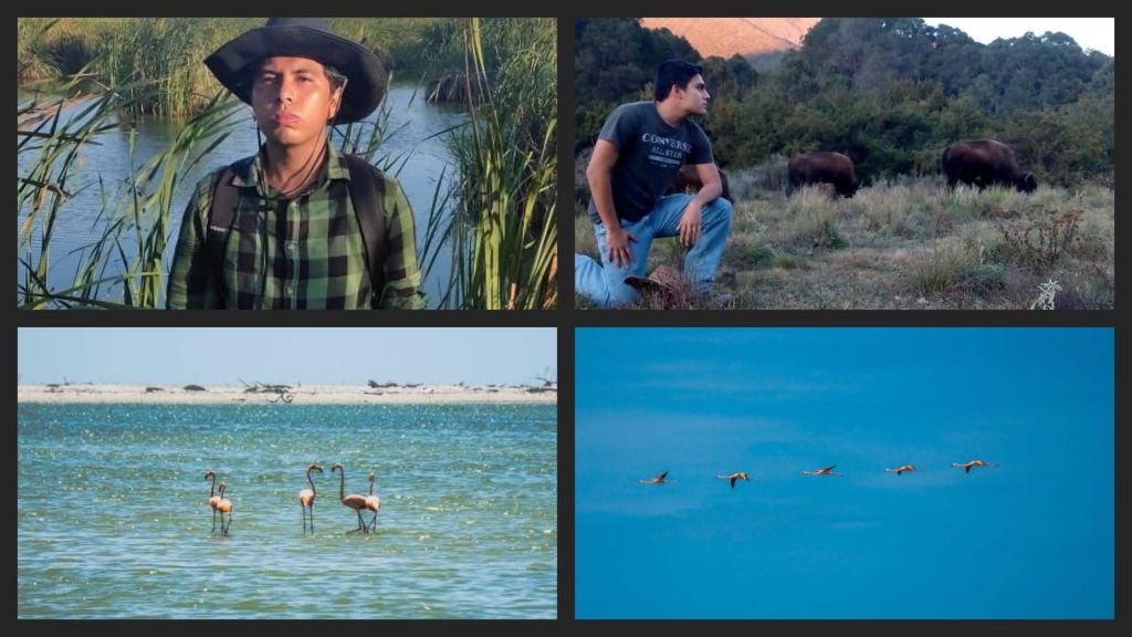 ¿Qué tan común es ver flamencos en&nbsp;Tamaulipas?