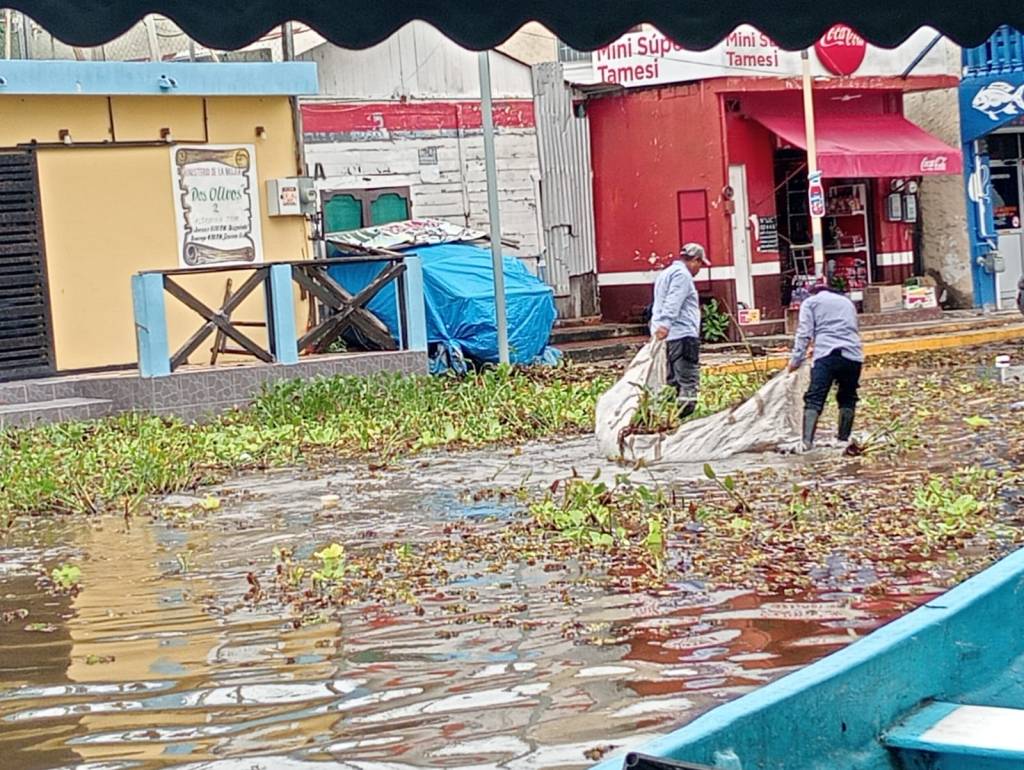 Los Juanchos, las víboras y ahora el lirio acuático no dan&nbsp;tregua.
