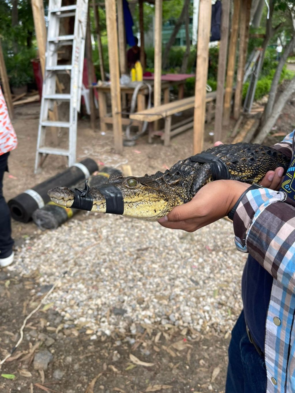 Cientos de «Juanchos» han sido capturados en los últimos días.567 para ser&nbsp;exactos.