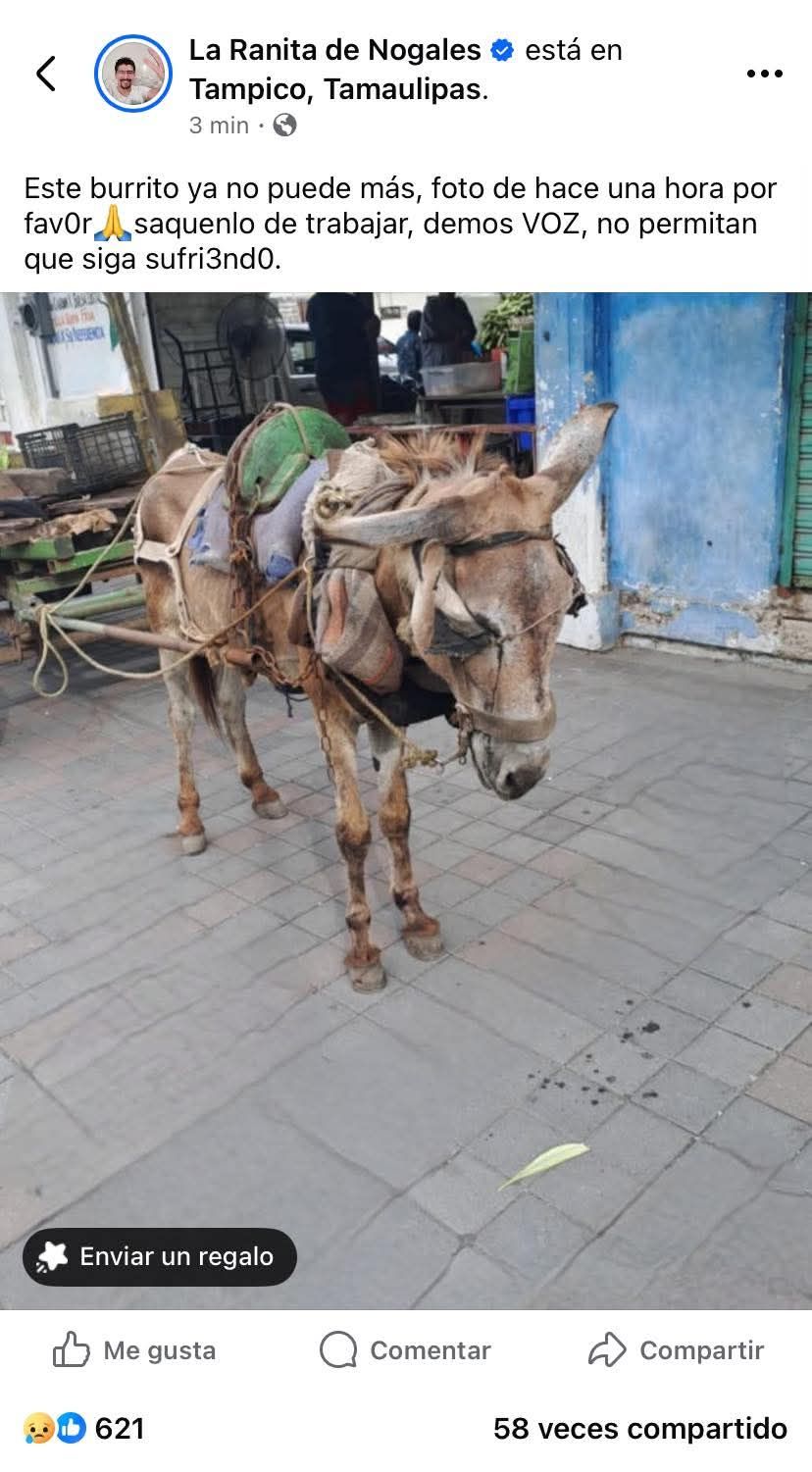 Caso de maltrato animal de #Tampico es difundido por el reconocido influencer&nbsp; La Ranita de&nbsp;Nogales.