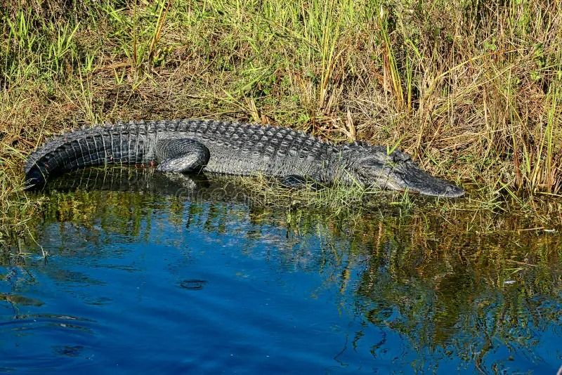 Reportan avistamiento de lagartos en Villa&nbsp;Cuauhtémoc