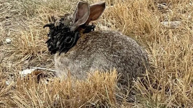 Conejos en Fort Collins presentan extraños crecimientos por virus del&nbsp;papiloma
