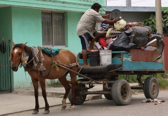 Cae la ley sobre carretoneros en Madero: caballos rescatados del maltrato y sanciones de hasta 60 mil&nbsp;pesos