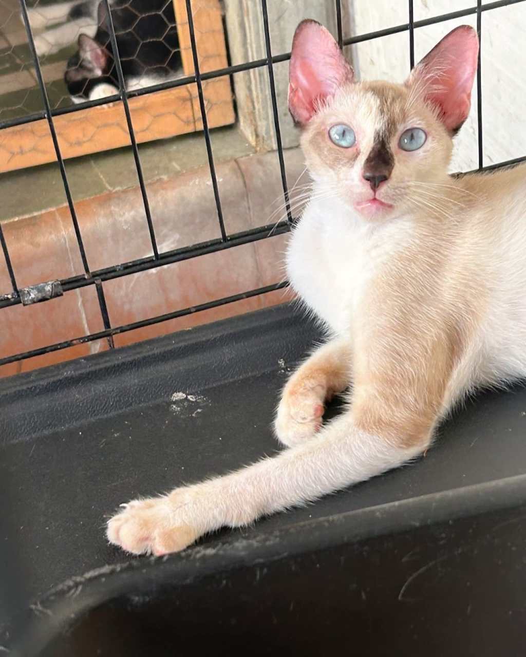 Refugio Catmanía busca hogares para tres gatitas&nbsp;rescatadas