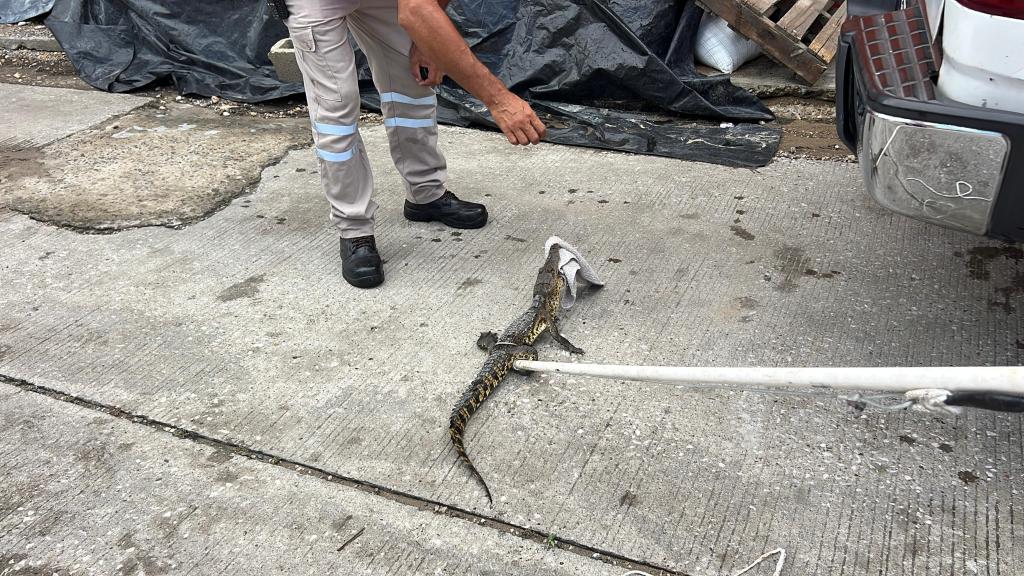 TAN CHIQUITO Y YA ANDA DE VAGO&nbsp;.