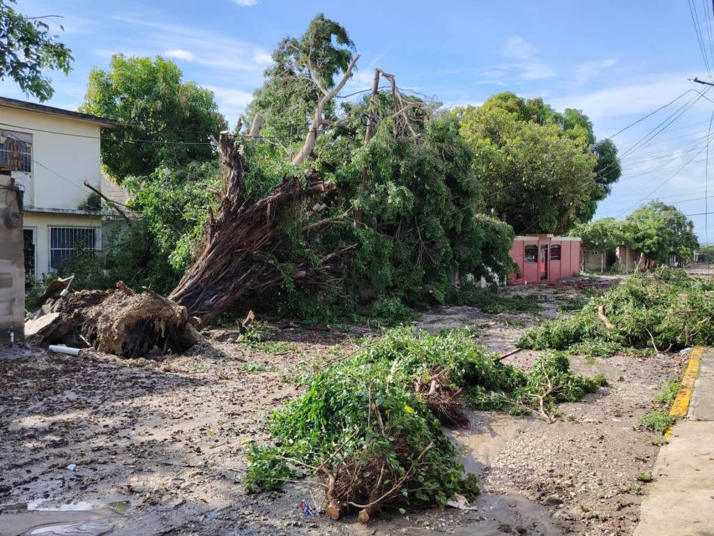 Árbol de 40 años cae en Altamira y deja sin luz ni agua a familias de la colonia Magdalena&nbsp;Aguilar