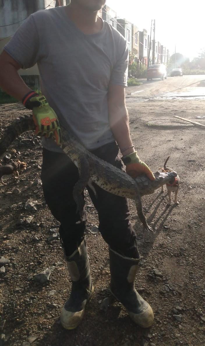 Capturan más de 200 cocodrilos en Altamira tras las recientes lluvias, informó el comandante de Bomberos, José Torres&nbsp;Gómez.