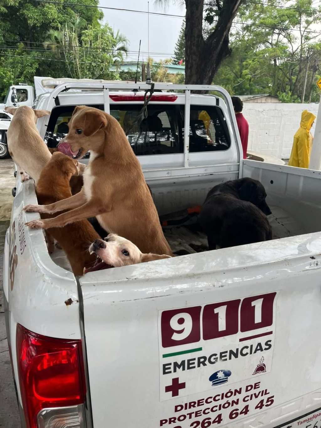 Doña María se traslada al refugio con sus seis cachorritos&nbsp;🐶