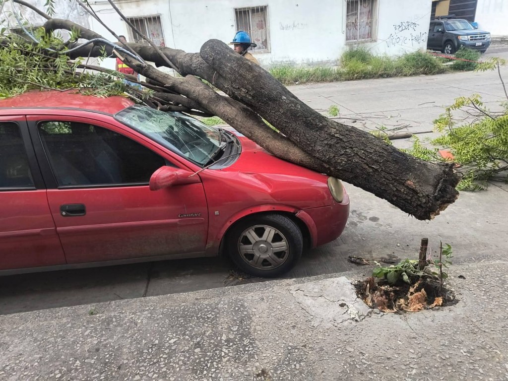 Caída de poste y árbol daña vehículo en la colonia&nbsp;Guadalupe.