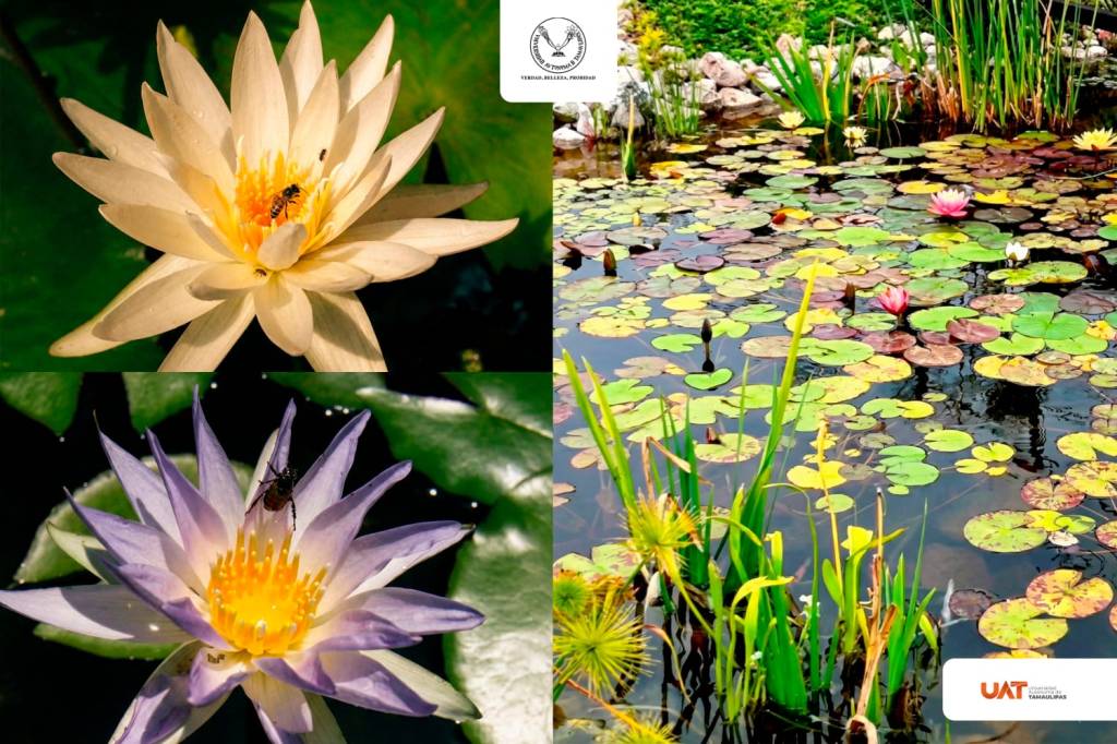 Colabora UAT en la conservación de humedales y ecosistemas&nbsp;acuáticos