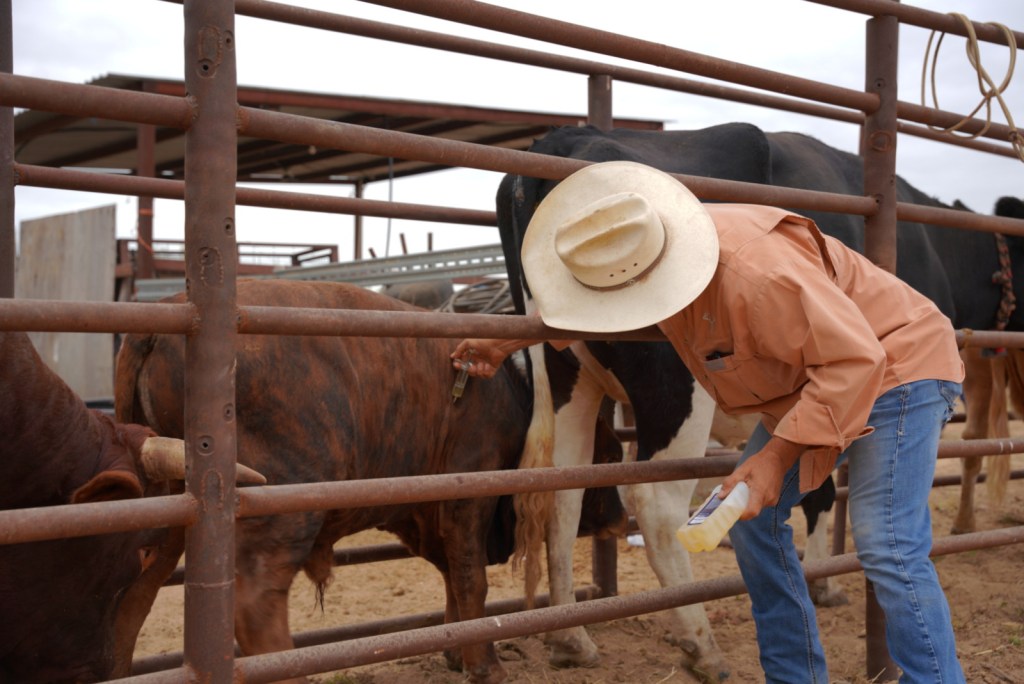 IMPULSA GOBIERNO MUNICIPAL PROGRAMA DE APOYO A GANADEROS PARA FORTALECER LA PRODUCCIÓN&nbsp;PECUARIA